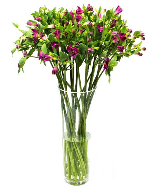 Flower Subscription Alstroemeria