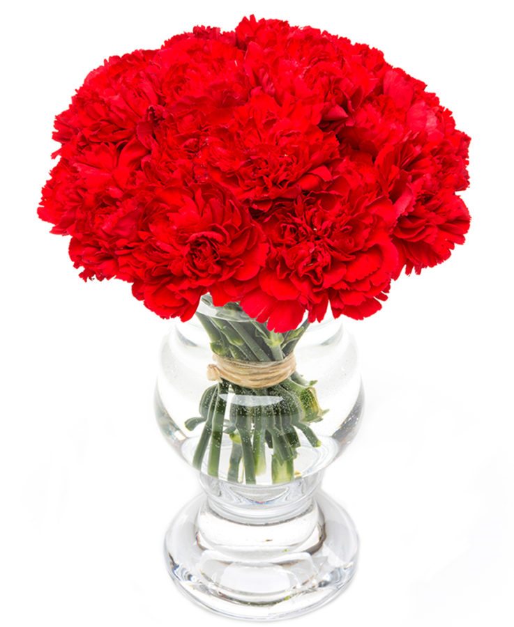 Carnations Red Send Red Carnations Flowers By Flourish