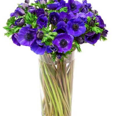 Subscription Flower Delivery - Blue Anemones Flowers Delivered