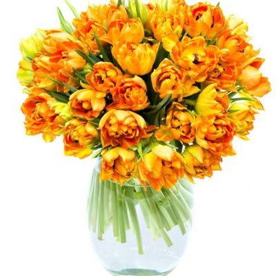Double Orange Tulips for the Home or Office