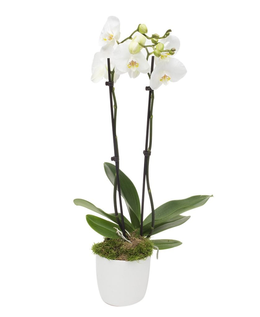 Phaleanopsis Orchid Double Stem With Container White