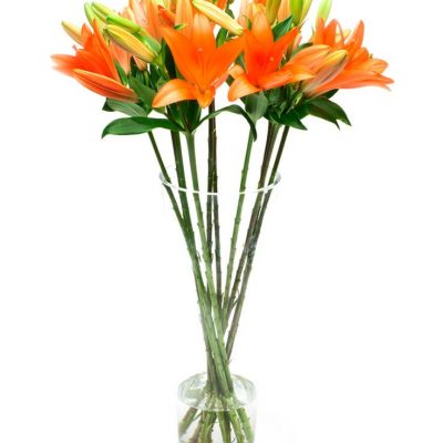 Asiatic Lilies - Orange