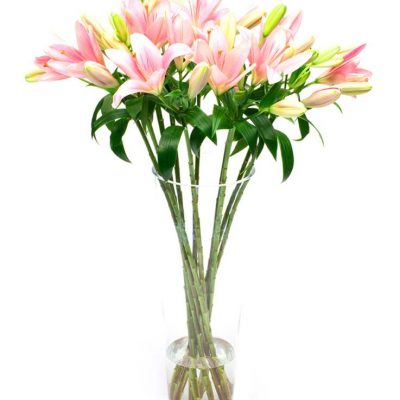 Asiatic Lilies - Pink