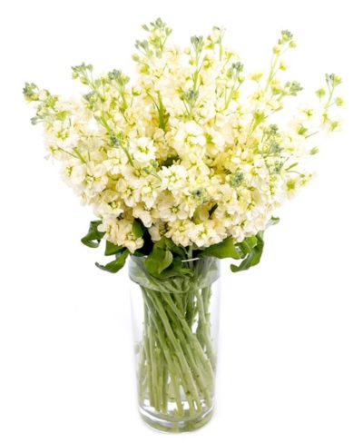 Stocks Deliciously Scented Nationwide Delivery Flowers By Flourish