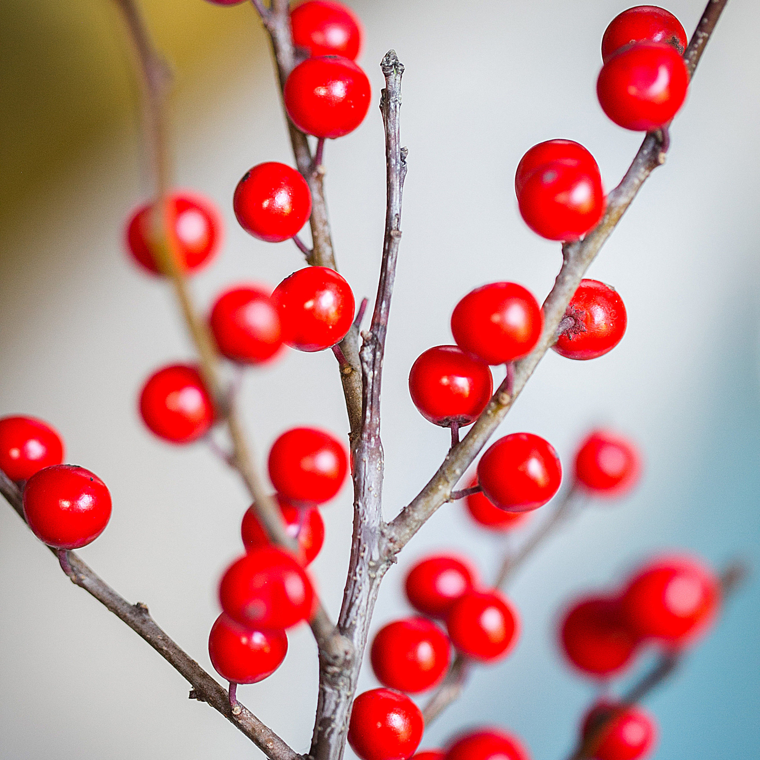 ilex-berries-flowers-by-flourish