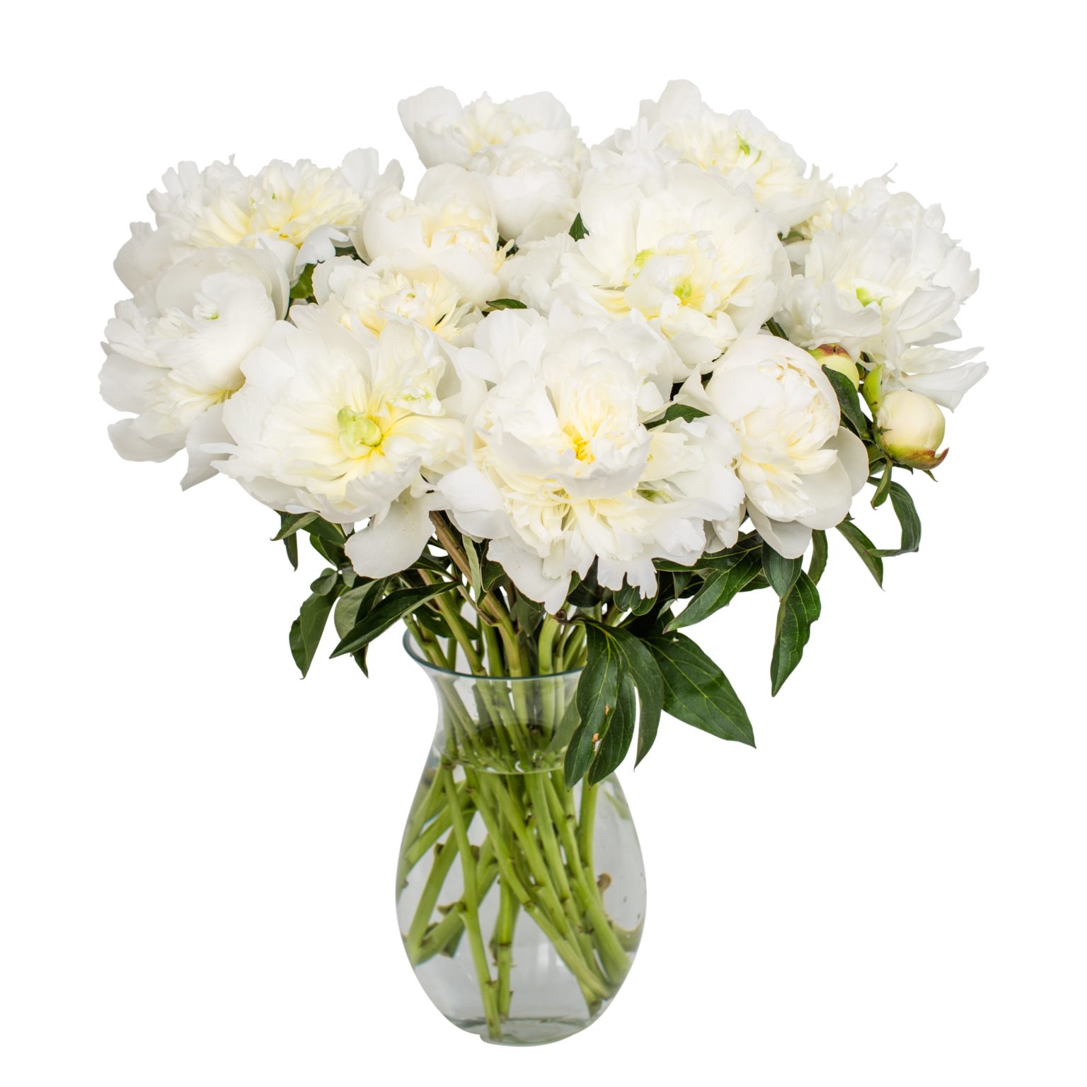 Peonies White 15 Stems Fresh Peonies Bouquet White Peonies Peony ...