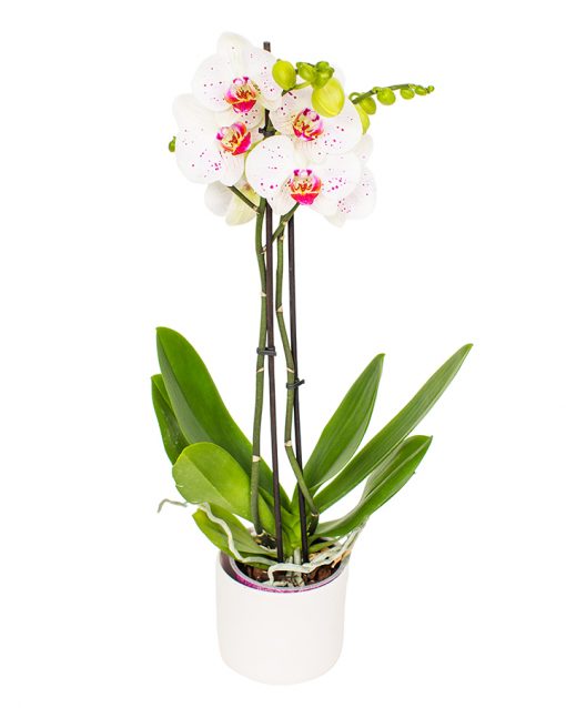 Phalaenopsis Orchid - Double Stem With Container - Orchids By Flourish