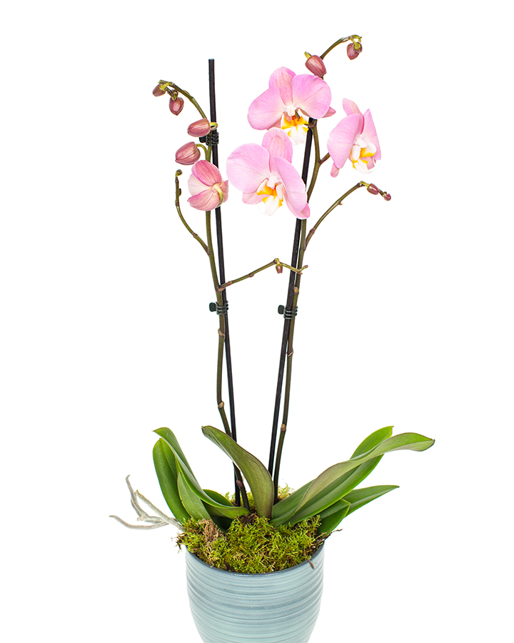Phalaenopsis Orchid Double Stem With Container Orchids By Flourish