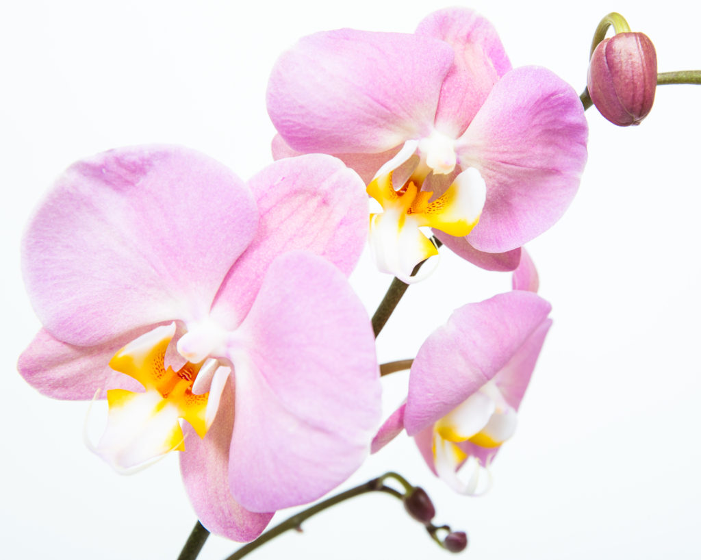 PHALAENOPSIS ORCHIDS | Flowers by Flourish