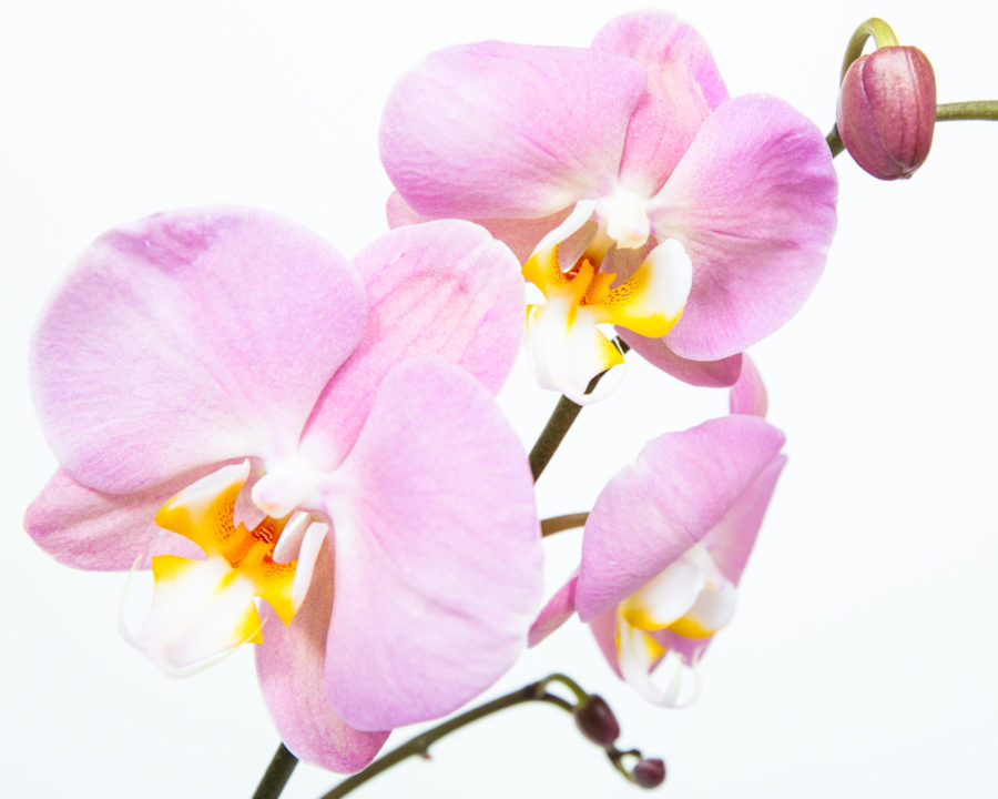 Phalaenopsis Orchids 