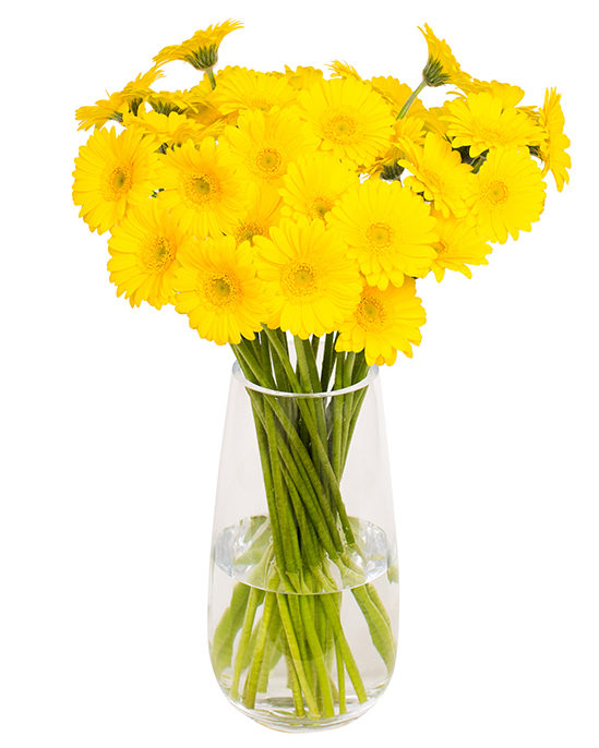 Gerbera Mini - Bright Yellow - Flowers By Flourish - FBF10 for 10% Off