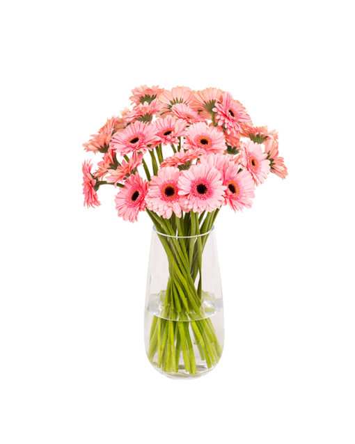 Gerbera Mini - Pink Black Eye - Flowers By Flourish - FBF10 for 10% Off