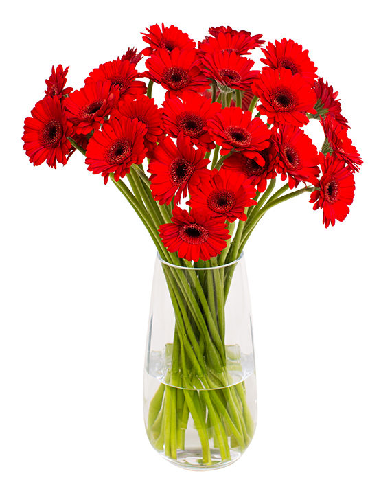 Gerbera - Red - Flowers By Flourish - FBF10 for 10% Off