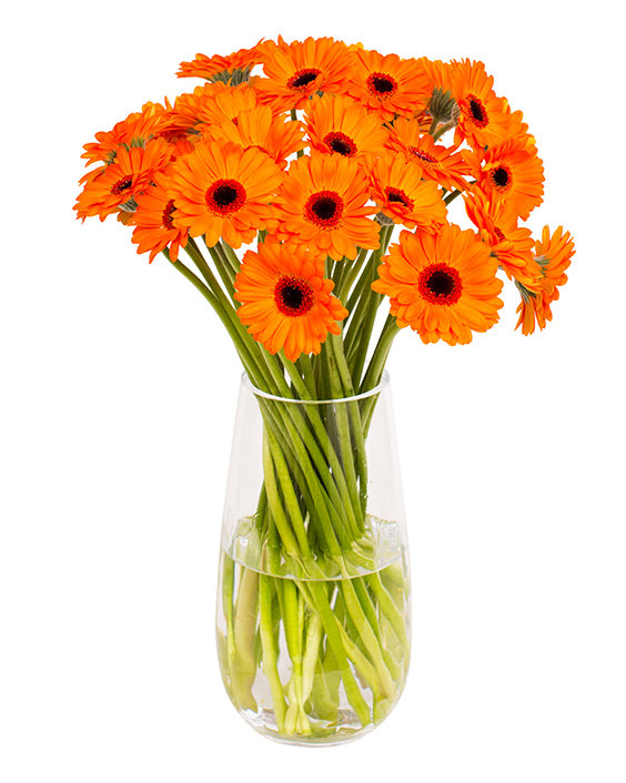 Gerbera - Orange & Black Eyes - Flowers By Flourish - FBF10 for 10% Off