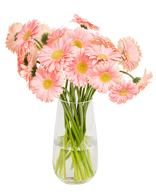 Gerbera - Soft Pink - Flowers By Flourish - FBF10 for 10% Off