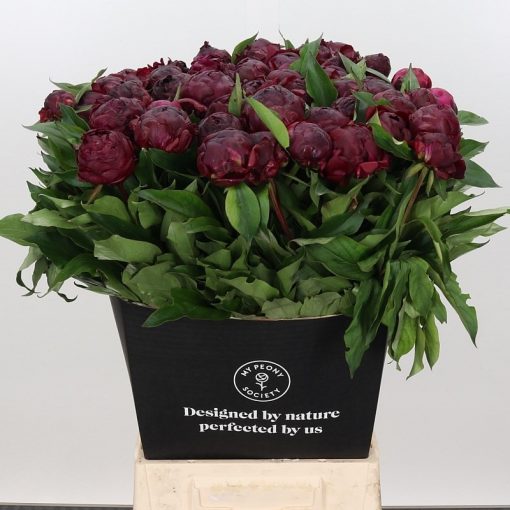 Pre Ordered Peonies - Burgundy - Peter Brand | by Flourish