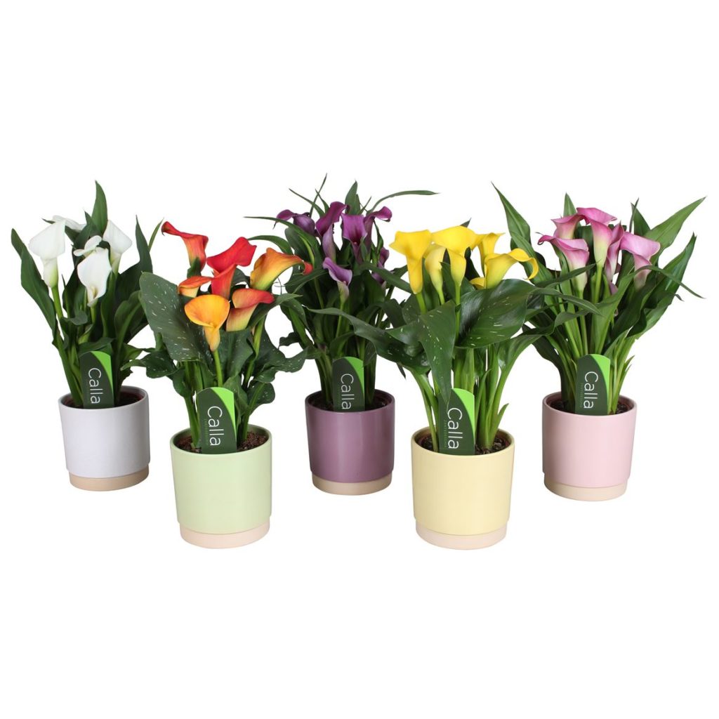 Mixed Calla Lily Plant & Ceramic Pot | Flowers by Flourish