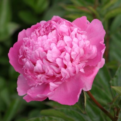 Peony Plants - Monseiur Jules Elie | by Flourish