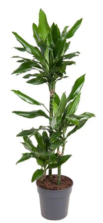 Dracaena Janet Lind | Flowers by Flourish