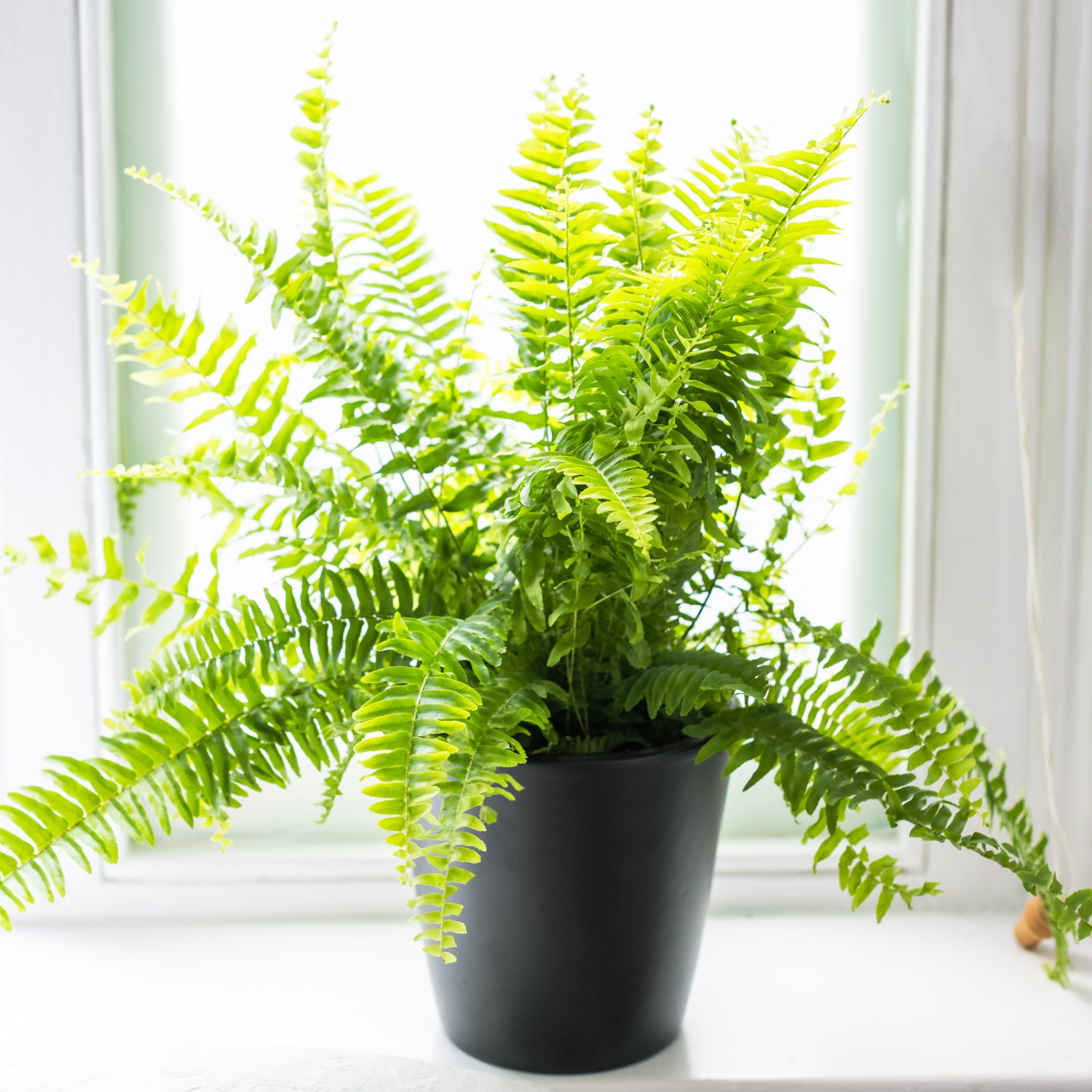 Nephrolepis Exaltata - Boston Fern | Flowers by Flourish