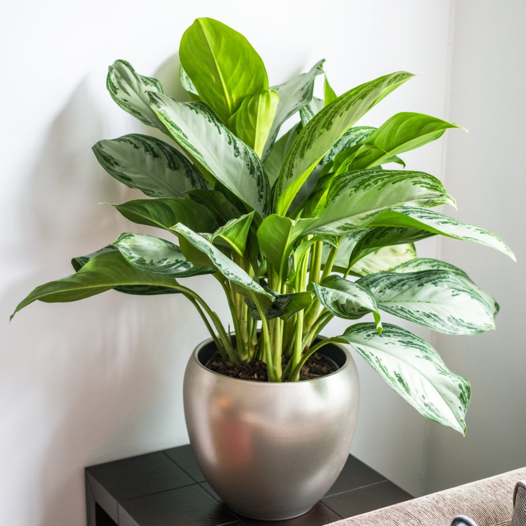 Aglaonema - Silver Bay | Flowers by Flourish