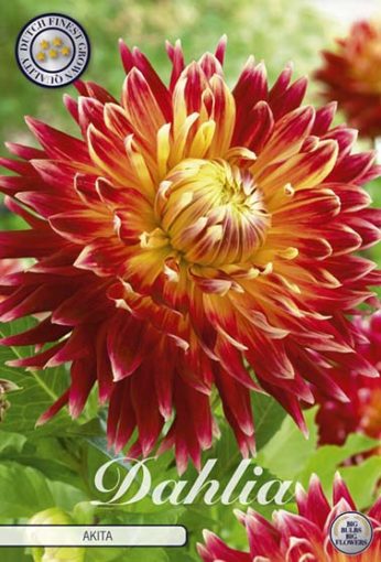 Dahlia - Akita | Flowers by Flourish