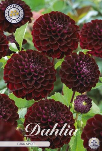 Dahlia Dark Spirit Flowers By Flourish   40094 Dark Spirit 346x510 