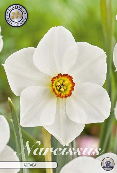 Narcissus - Actaea | Flowers By Flourish