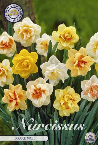 Narcissus - Double Mixed | Flowers by Flourish