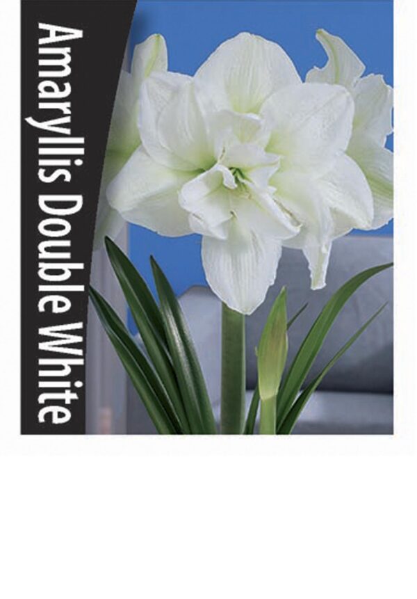 Amaryllis Double White Flowers By Flourish   DUBBEL WIT 1 600x861 1 