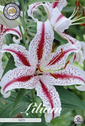 Lilium - Dizzy | Flowers by Flourish