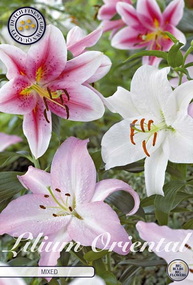 Lilium - Oriental Mixed | Flowers by Flourish