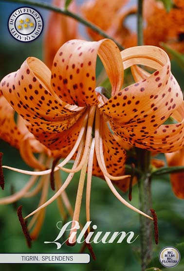 Buy Splendens Orange Tiger Lily Plants, Free Shipping