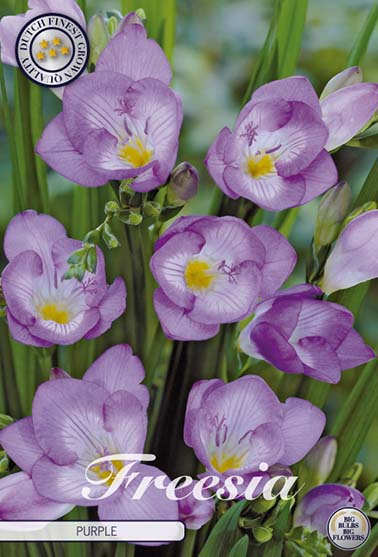 Freesia Bulbs Purple Flowers By Flourish Freesia Corms